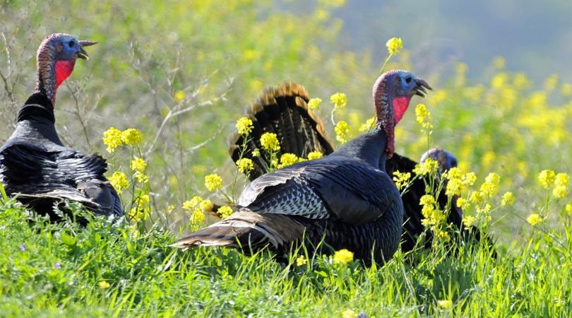 Turkey Hunting Tips For Beginners