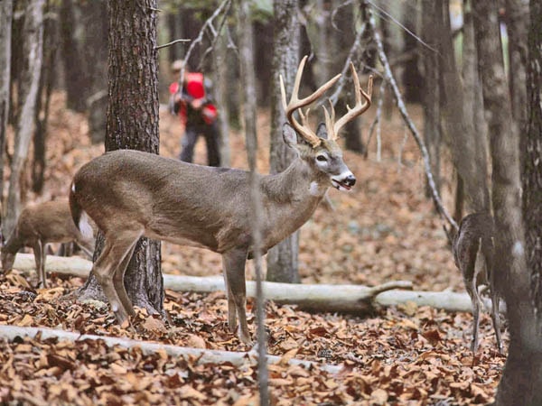 How To Stalk Deer