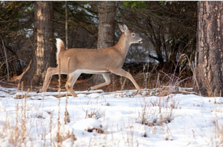 how fast can a whitetail deer run