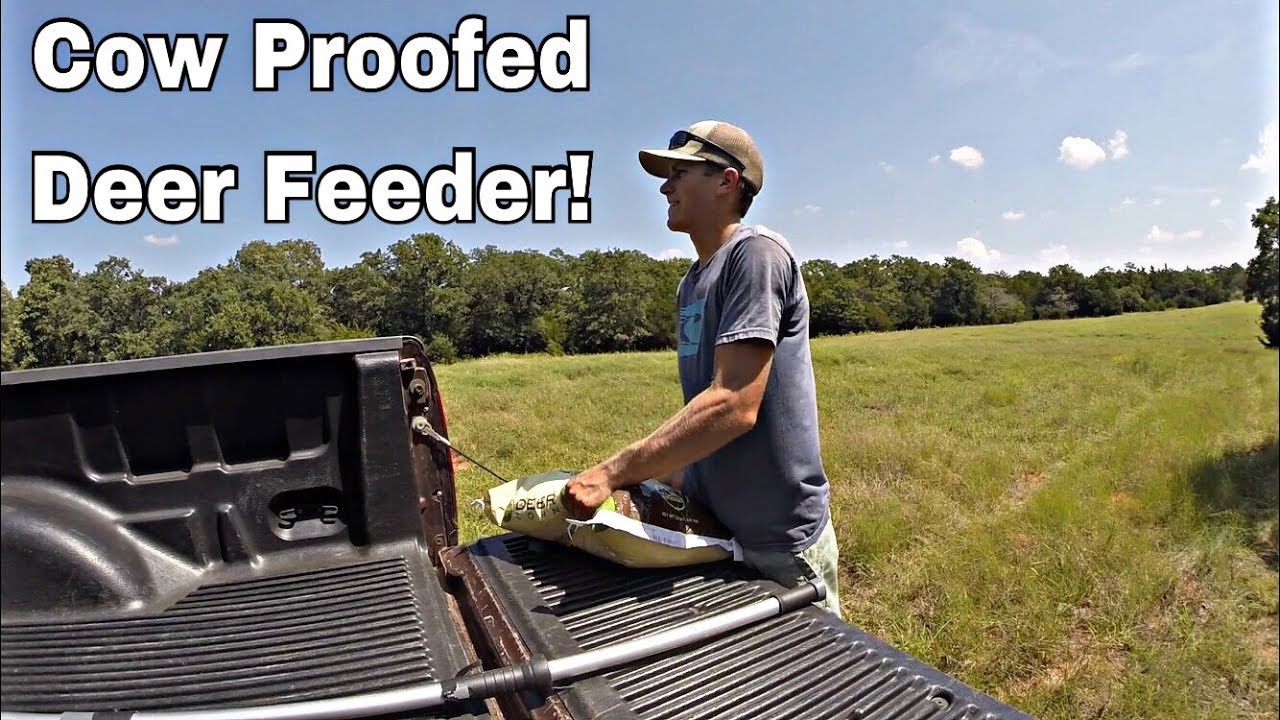 How to Keep Cows Out of Deer Feeder hunterzonepro