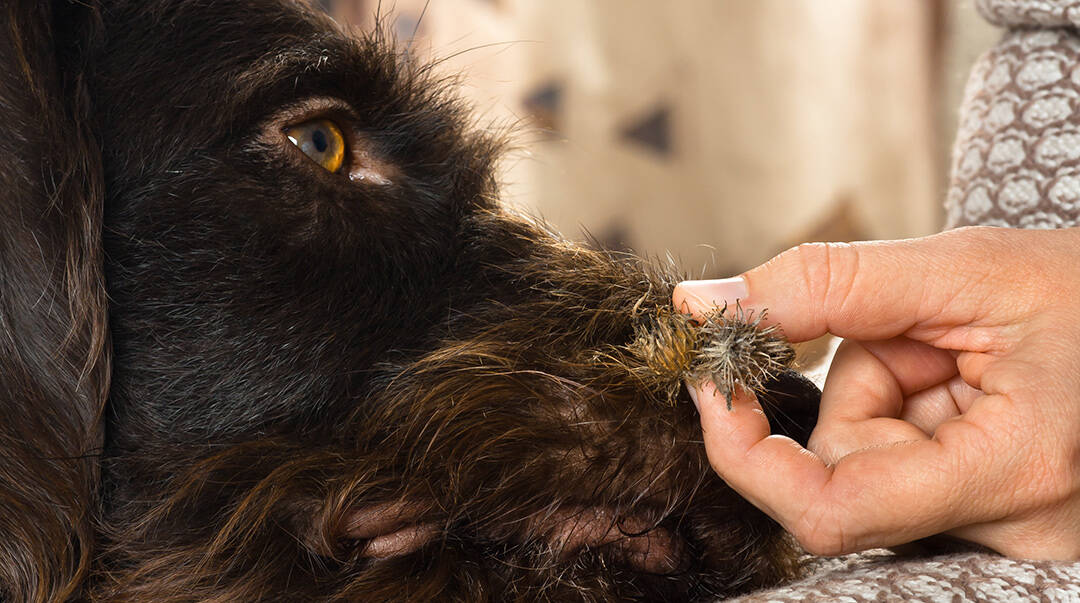 How to Keep Burrs off Dogs hunterzonepro