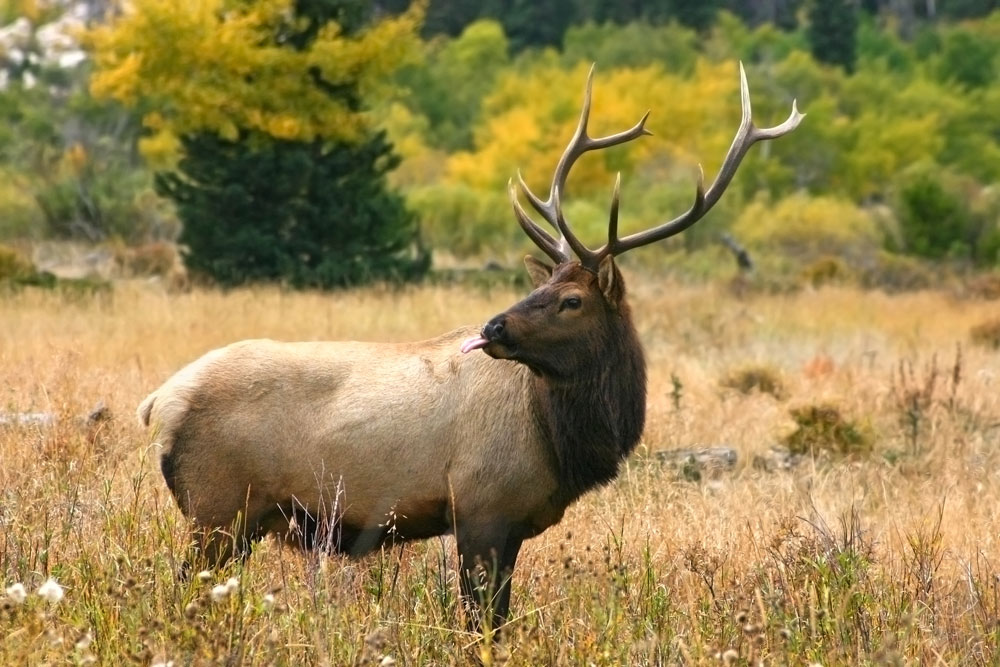 How to Age an Elk hunterzonepro