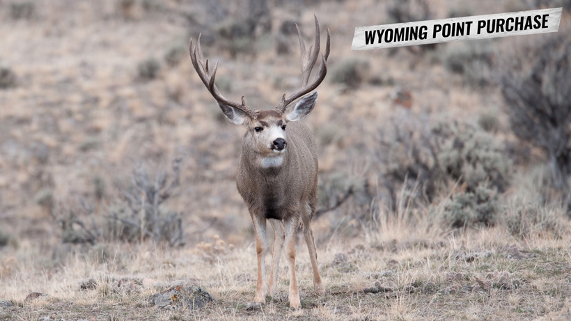 How Many Preference Points for Wyoming Elk - hunterzonepro